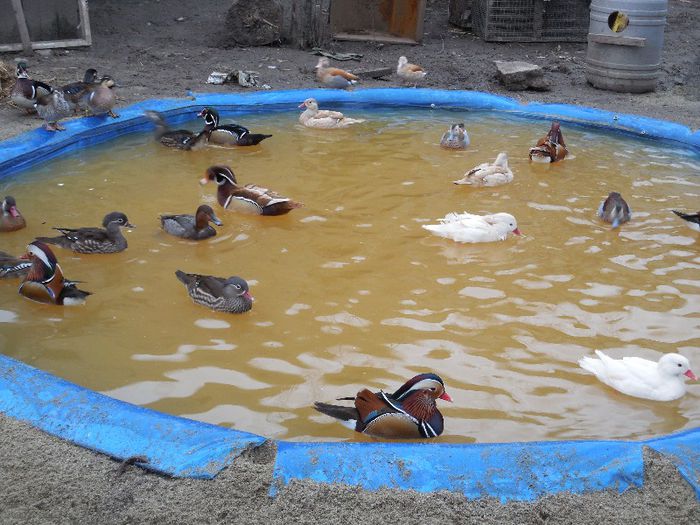 la gramada in noua balta