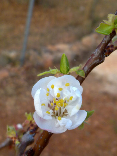 17.02  floare de cais - primavara timpurie