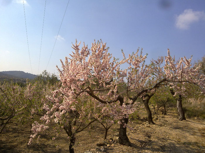 170220136126 - primavara timpurie