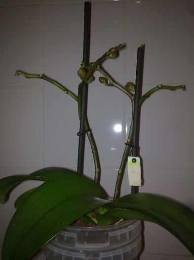 170220136129 - orhidee salvata