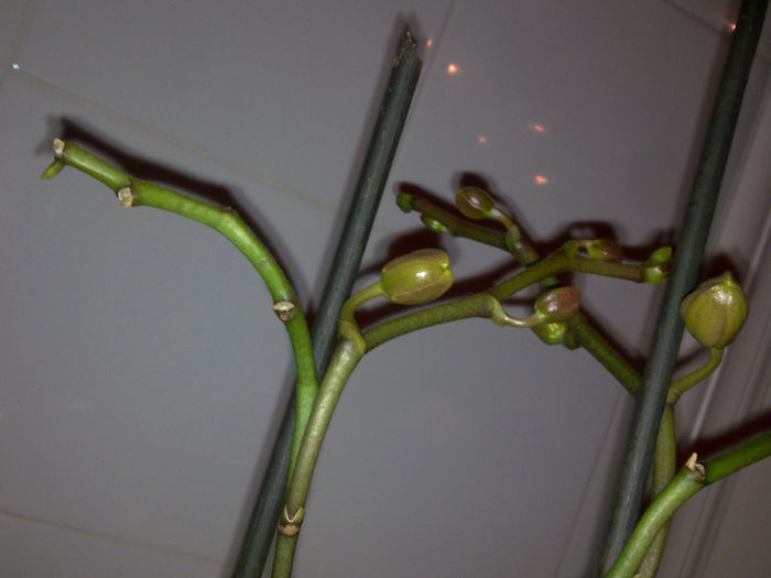 170220136133 - orhidee salvata