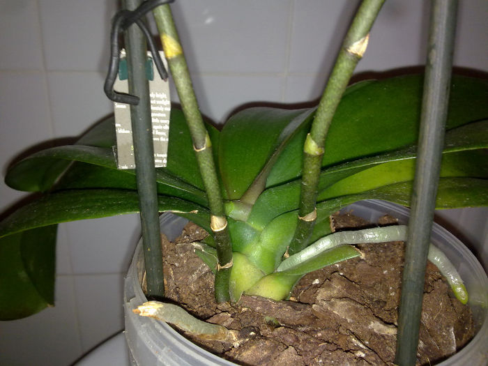 170220136134 - orhidee salvata