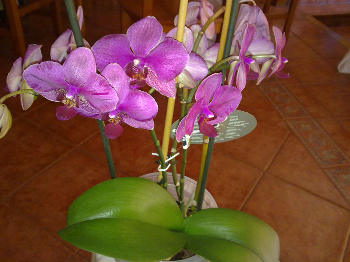 era plina de flori - orhidee salvata