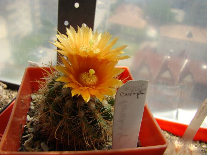 Parodia sp. - Cactusi 2012