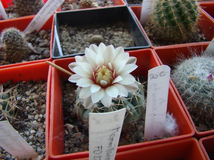 Gymnocalycium sp - Cactusi 2012