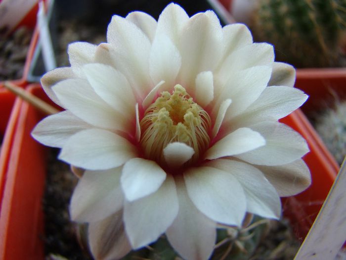 Gymnocalycium sp - Cactusi 2012