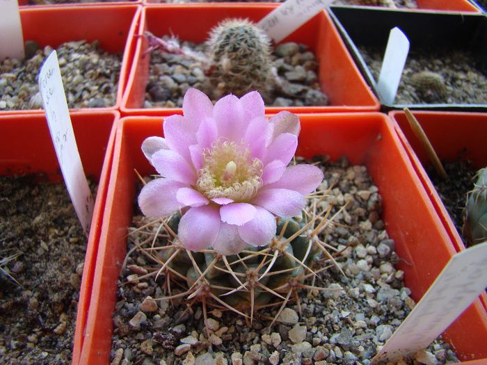 Gymnocalycium neuhuberi - Cactusi 2012