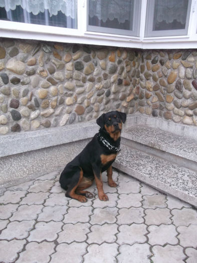 DSCF2295 - rottweiler-paza