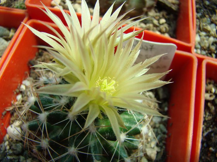 Neobesseya missouriensis - Cactusi 2012