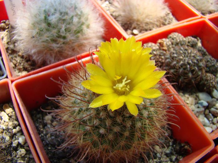 Parodia sp - Cactusi 2012