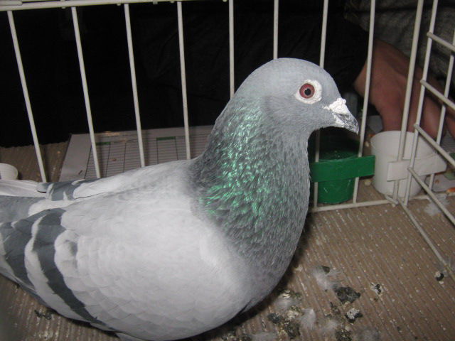 campionul loc 12 olimpic nitra 2013 maraton