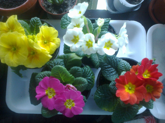 primule 2013 - Diverse flori