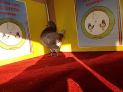 0-1 Dungata 1 - PUI 2012