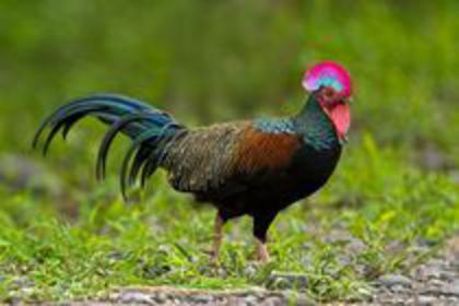 cocos-green JungleFowl; cocs -Green junglefowl
