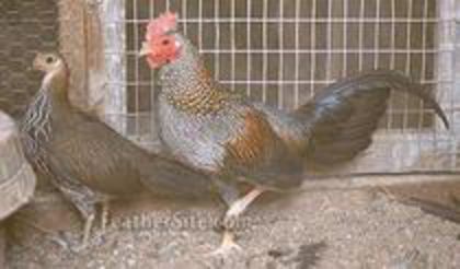 pereche Gaini--Grey jungleFowl--; pereche -Grey junglefowl
