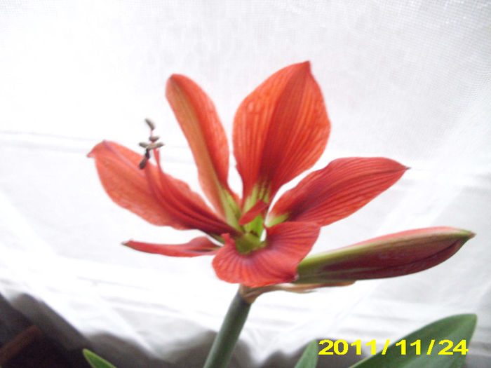Picture 010