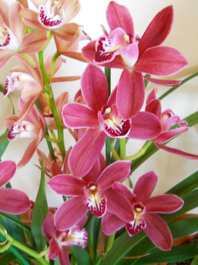 DSCN0931 - cymbidium