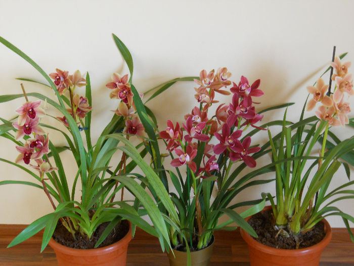 DSCN0935 - cymbidium
