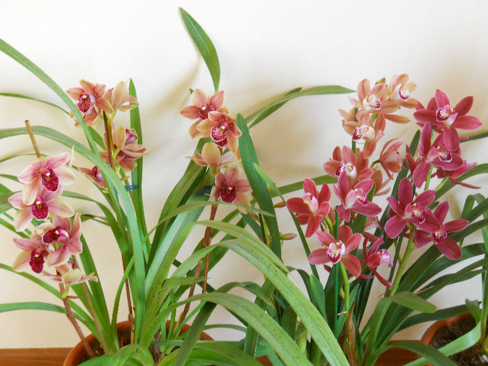 DSCN0936 - cymbidium