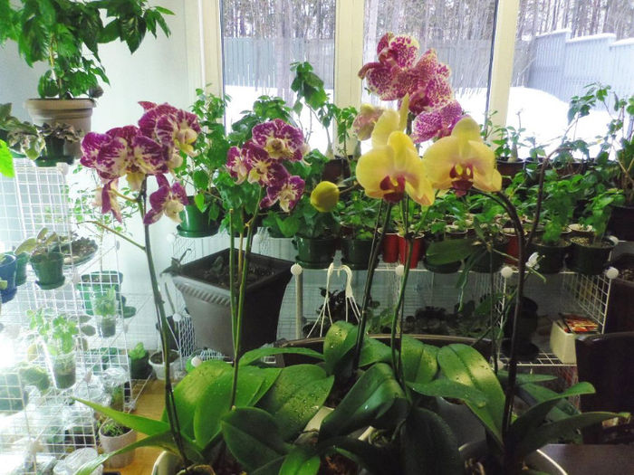 17 feb. 2013 - 2013 Orhidee