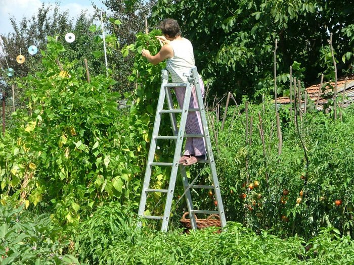 DSCF3427 - recolta 2012