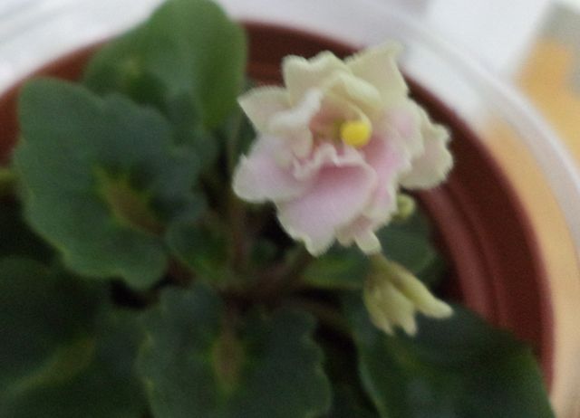 Petite Blarney - violete 2013