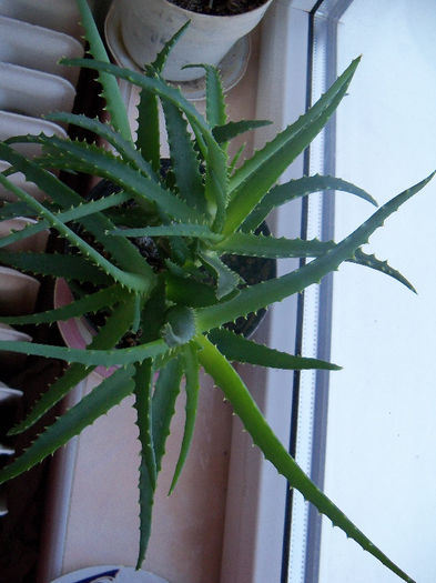 aloe; cred de tip " vera "
