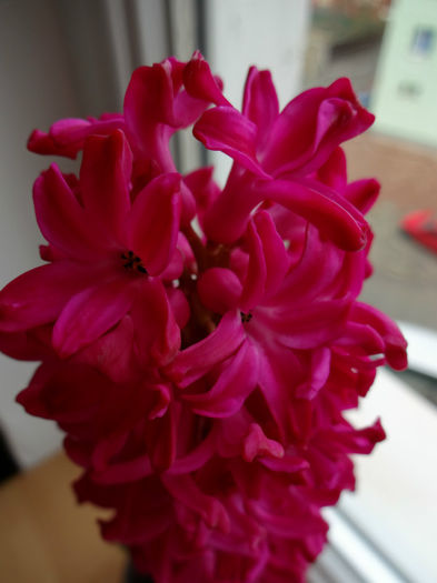 DSC01181 - Hyacinthus rosu