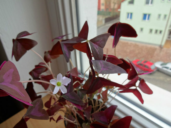 DSC01185; 18/02/2013
