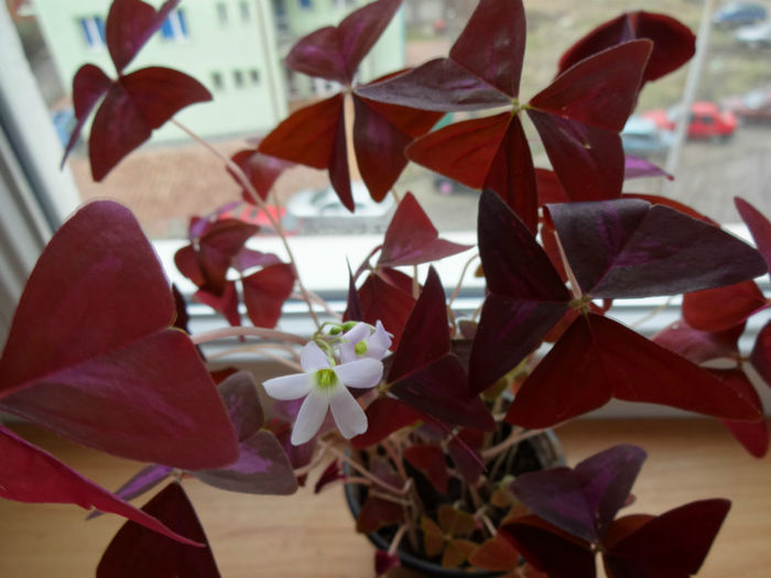 DSC01190 - Oxalis