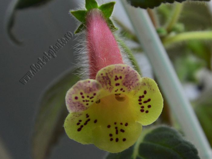 Kohleria Siriu (ni)