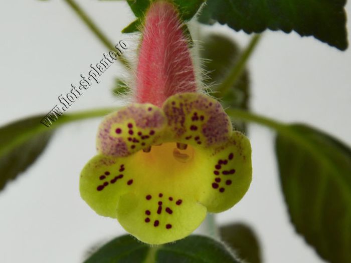 Kohleria Siriu (ni)