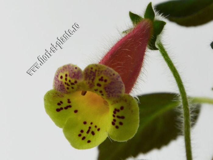 Kohleria Siriu (ni)