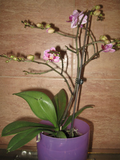 PHALAENOPSIS-Multiflora - 1-Orhideele mele dragi
