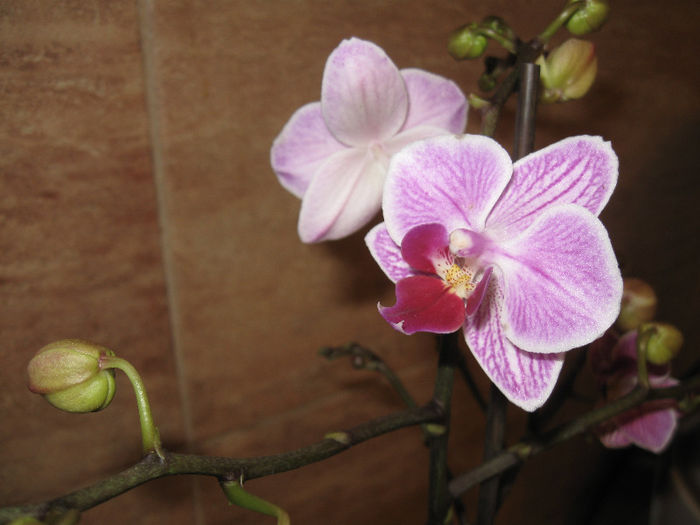 IMG_0007 - 1-Orhideele mele dragi