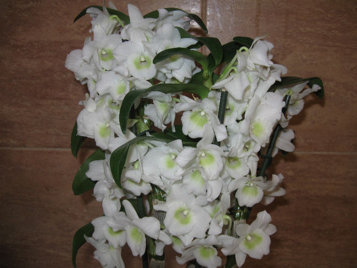 DENDROBIUM NOBILE - 1-Orhideele mele dragi
