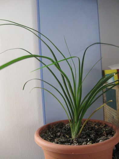 NOLINA - Alte plante diverse