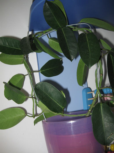 STEPHANOTIS - Alte plante diverse