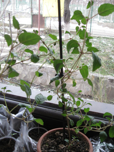 FUCHSIA - Alte plante diverse