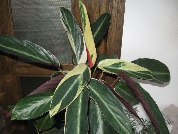 CALATHEA - Alte plante diverse