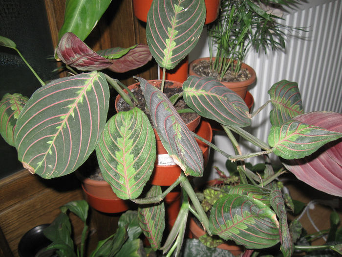 MARANTA - Alte plante diverse