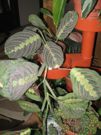 MARANTA - Alte plante diverse