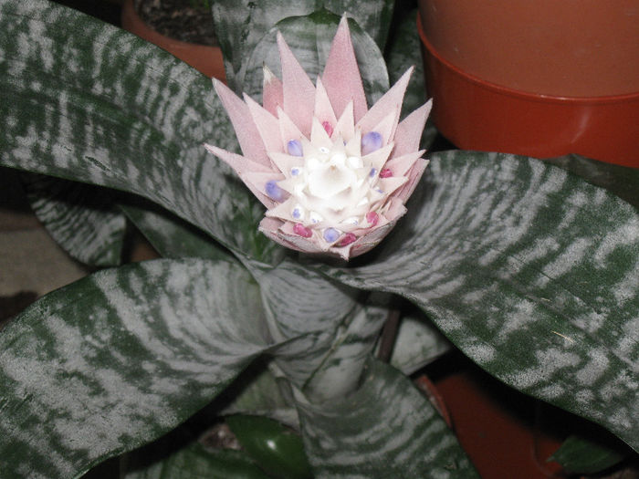 ECMEA - Alte plante diverse