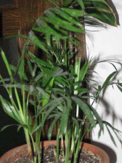 IMG_0030 - Alte plante diverse
