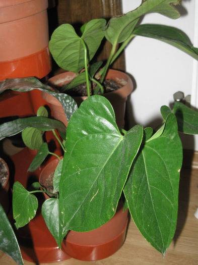 ANTHURIUM - Alte plante diverse
