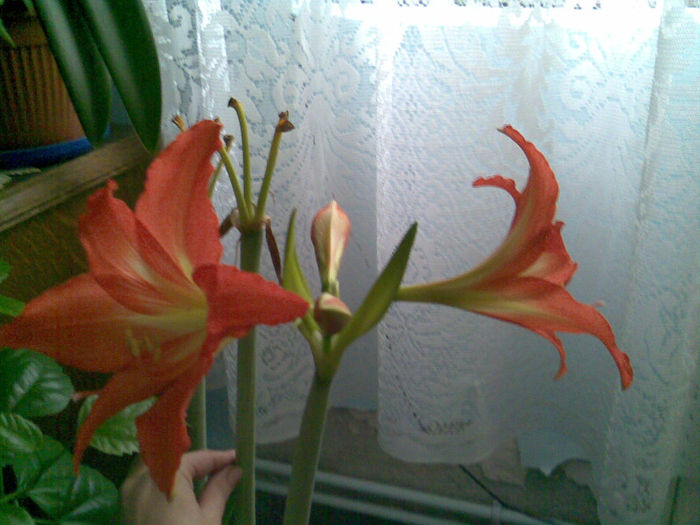 17.02.2013.. a 3a tija