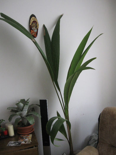 COCOTIER - Alte plante diverse