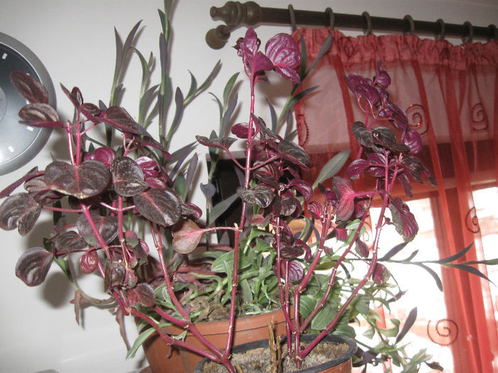 IMG_0035 - Alte plante diverse