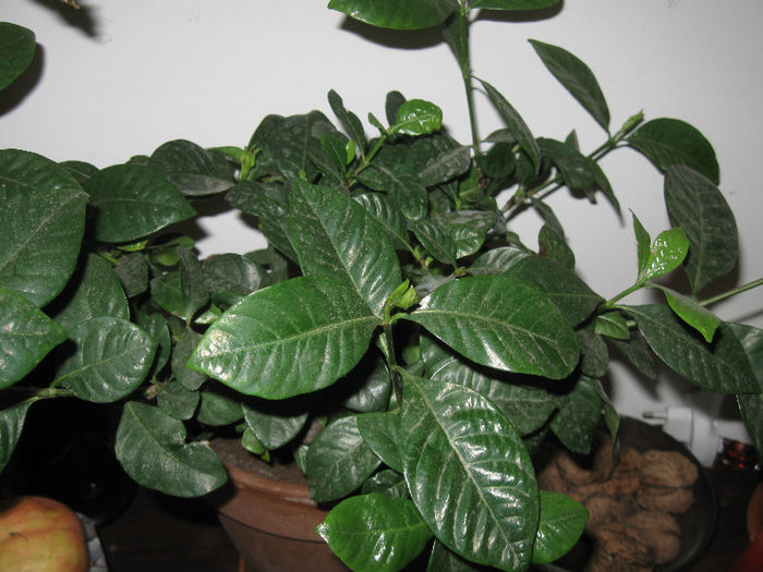 GARDENIA