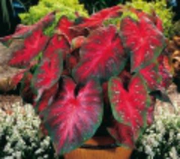 caladium red flash - achizitii-00